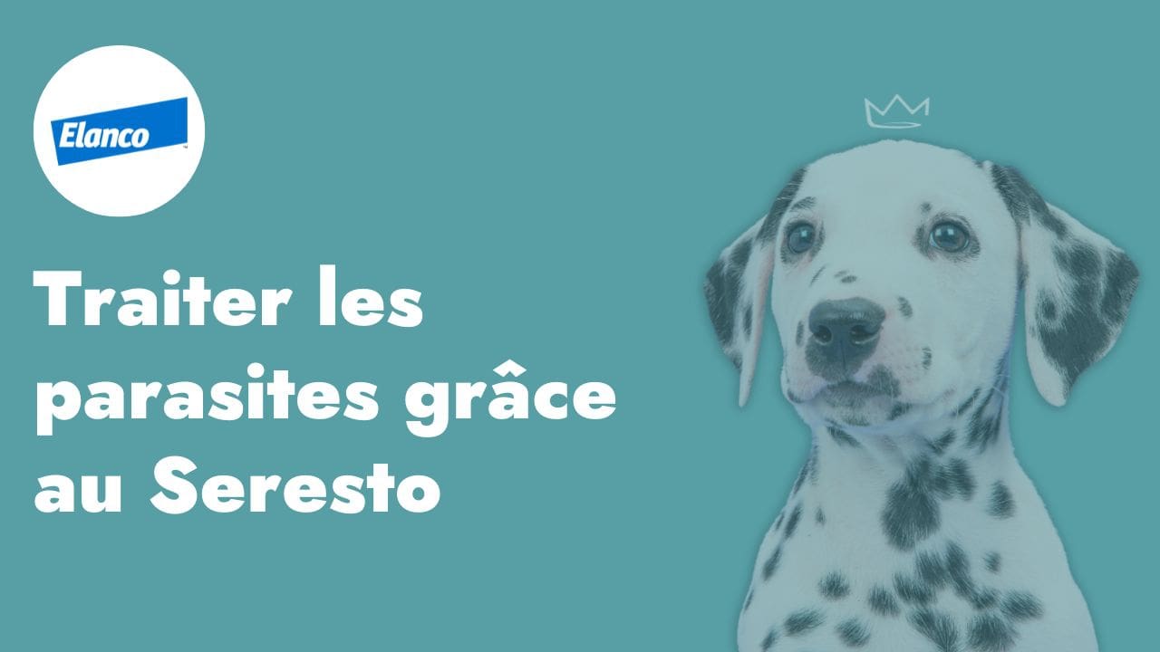 LE COLLIER ANTI-PUCES SERESTO : UN ANTIPARASITAIRE PUISSANT !